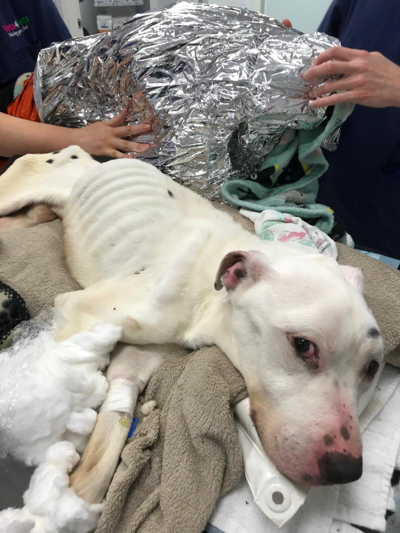 A fost nevoit să mănânce cioburi și baterii ca să supraviețuiască! Acum Walter este un cățel sănătos și plin de viață