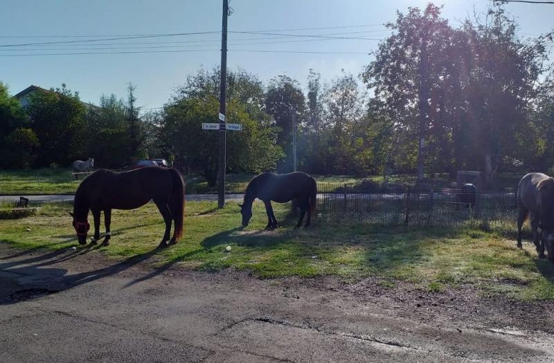 Nu, nu e glumă! Doi oameni și-au lăsat caii să pască într-un parc din Timișoara! Polițiștii: ”Cei certați cu legea și cu bunul simț să respecte legislația!”