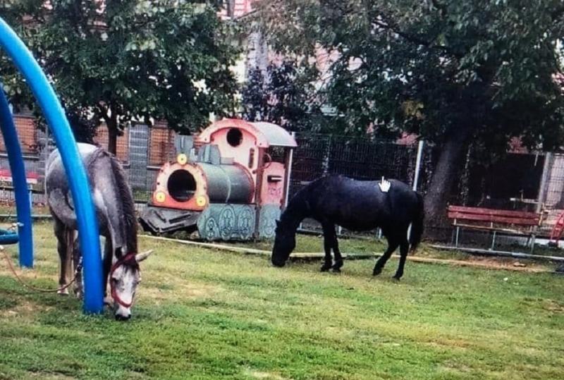 Nu, nu e glumă! Doi oameni și-au lăsat caii să pască într-un parc din Timișoara! Polițiștii: ”Cei certați cu legea și cu bunul simț să respecte legislația!”