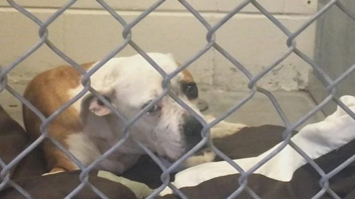 Emoționant! Un polițist a învelit cu hainele lui un câine lovit de mașină! A așteptat lângă el până au venit ajutoarele!