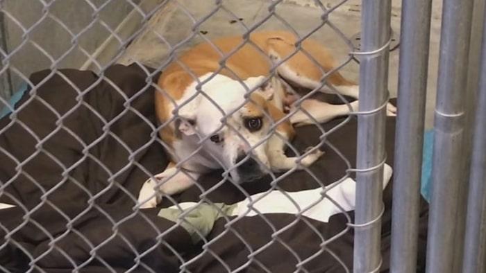 Emoționant! Un polițist a învelit cu hainele lui un câine lovit de mașină! A așteptat lângă el până au venit ajutoarele!