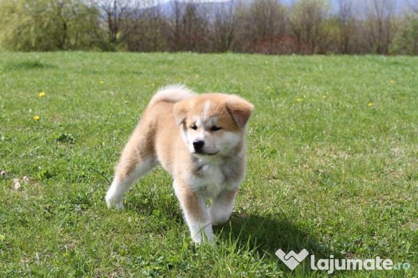 Cele mai scumpe rase de câini din lume sunt acestea