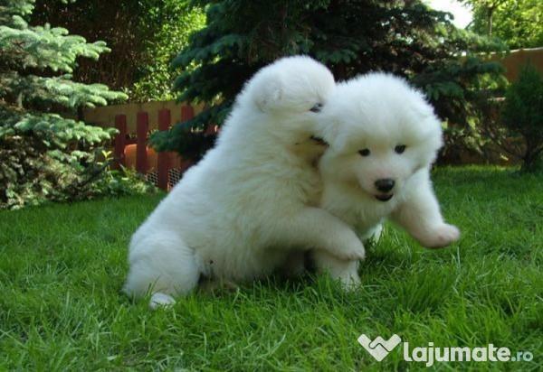 Cele mai scumpe rase de câini din lume sunt acestea