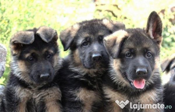 Cele mai scumpe rase de câini din lume sunt acestea