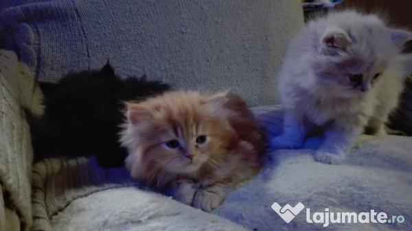 Top 10 cele mai frumoase pisici din lume