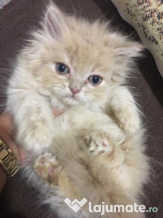 Top 10 cele mai frumoase pisici din lume
