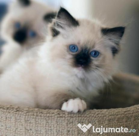 Top 10 cele mai frumoase pisici din lume