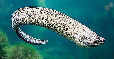 Există monstrul din Loch Ness? Ce a descoperit un grup de cercetători