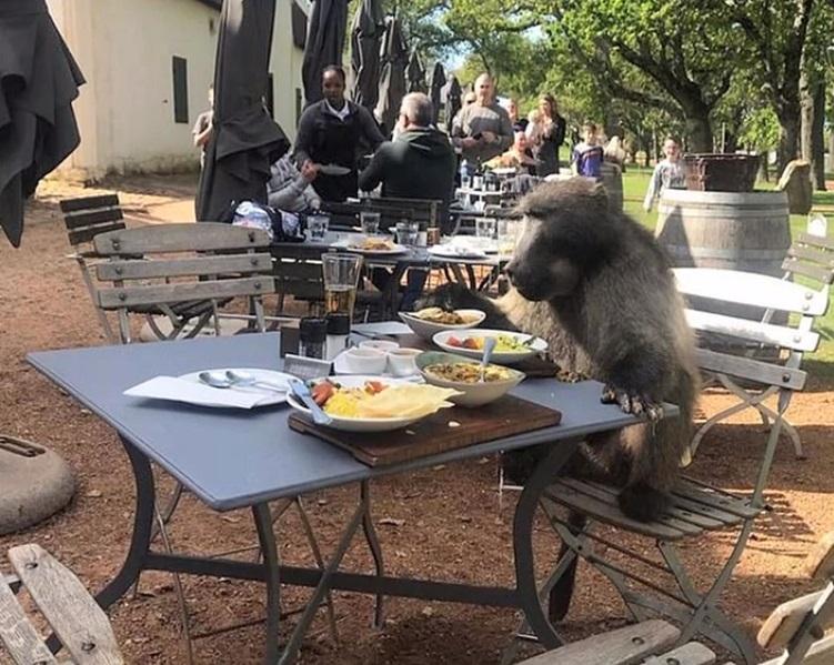 Apariție șocantă la un restaurant de fițe! Ce client „bizar” s-a așezat la una dintre mese