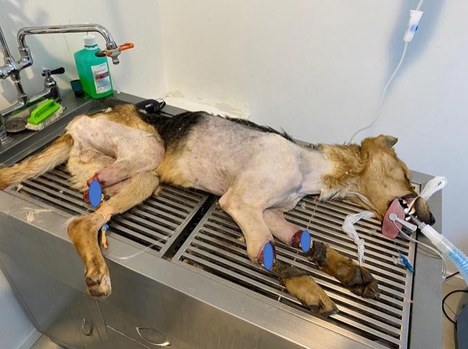 Cruzime fără margini, la Brăila! Câine găsit cu trei labe tăiate și abandonat în stradă! Ce a urmat | FOTO