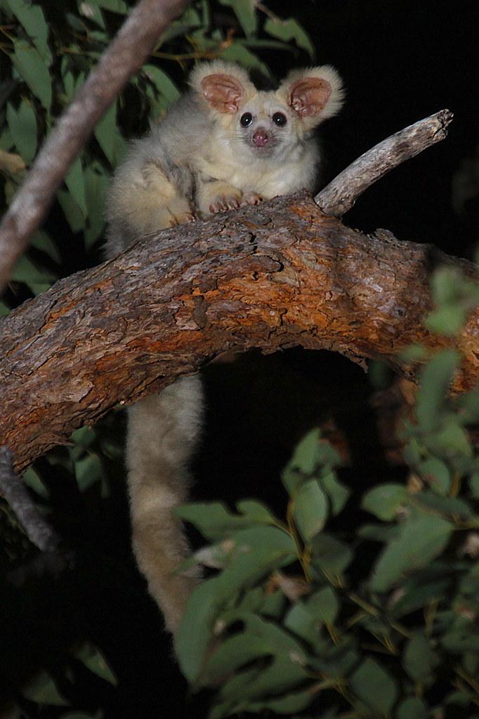 Un miliard de animale au murit din cauza incendiilor din Australia. Care sunt speciile pe cale de dispariție din cauza dezastrului