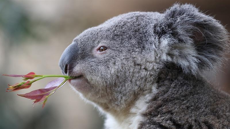 Un miliard de animale au murit din cauza incendiilor din Australia. Care sunt speciile pe cale de dispariție din cauza dezastrului