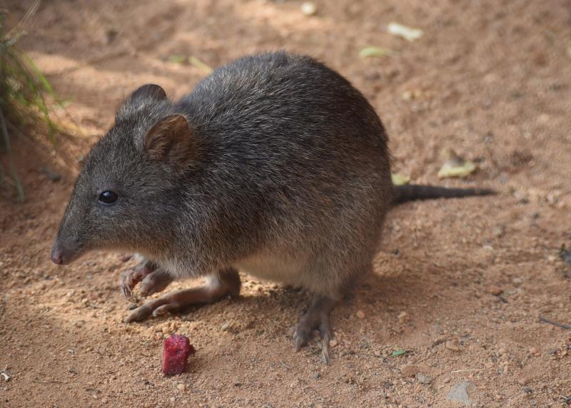 Un miliard de animale au murit din cauza incendiilor din Australia. Care sunt speciile pe cale de dispariție din cauza dezastrului