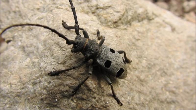 Am rămas fără Autostrada Sibiu-Pitești din cauza unui...gândac! Nu, nu e glumă: „Sunt lucruri halucinante”