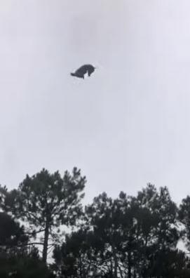 Un milionar a avut parte de o glumă bolnavă! Un porc a fost aruncat din elicopter direct în piscina acestuia - VIDEO