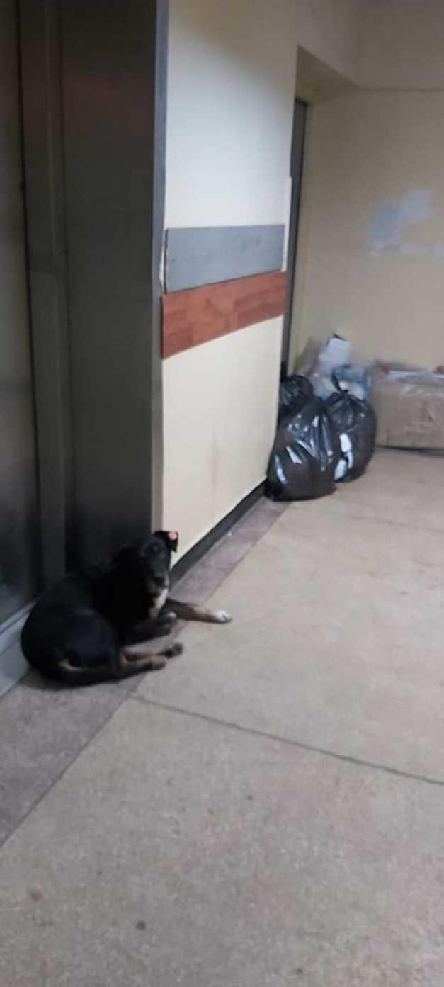 Pacienți morți, abandonați pe scările interioare ale unui spital din Capitală, printre câini și saci cu gunoi. Imagini cu puternic impact emoțional