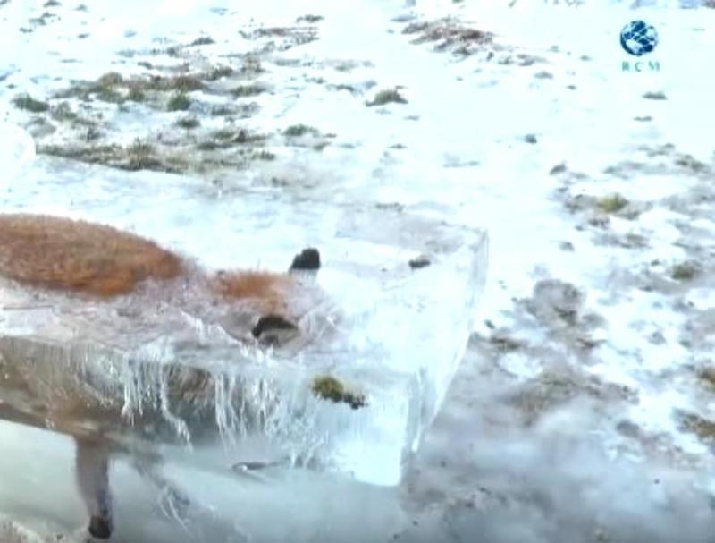 Dezastru fără margini &icirc;n lume! Mongolia este transformată &icirc;n gheață la -24&deg;C. 2.600 de animale au murit sub forma unor statui de gheață