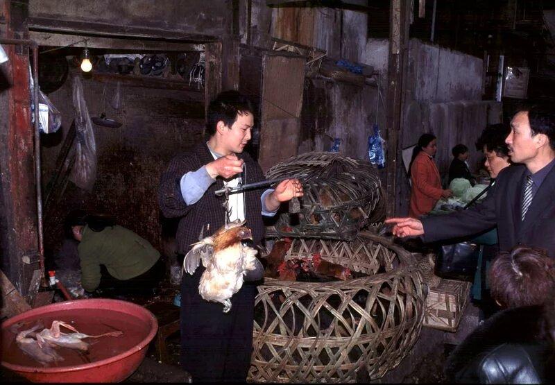 FOTO | Ai curaj să privești? Așa arată piețele ilegale de unde s-ar fi răspândit coronavirusul: animale sacrificate târâte prin mizerie și gătite, castroane și pui agățați în cârlige ruginite