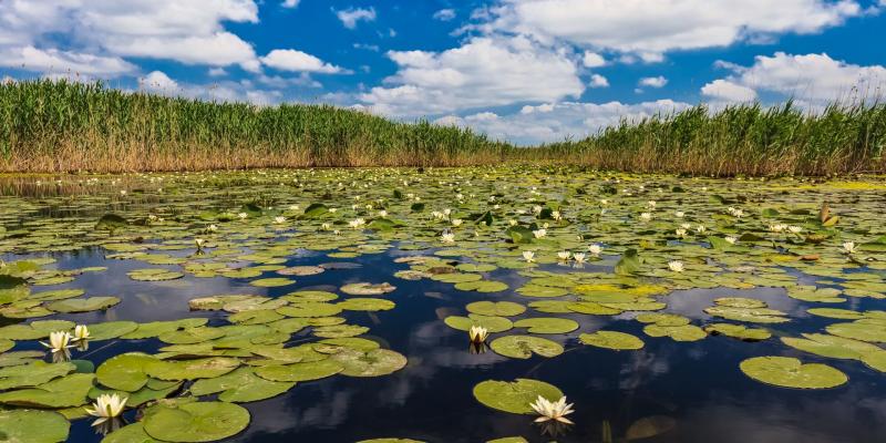 10 povești și rețete pierdute prin Deltă. Ciorba pescărească, plachia, știuca umplută, crapul prăjit...