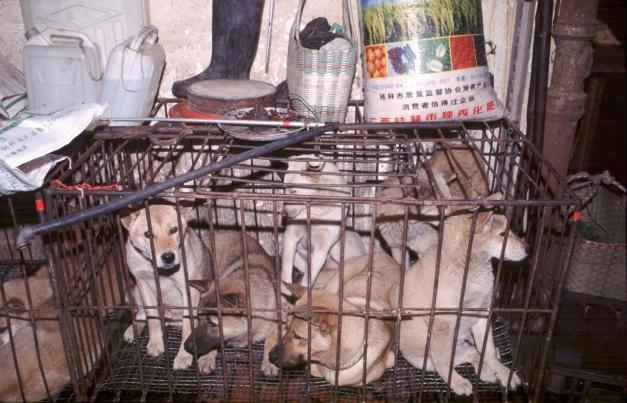 Imaginile groazei - În piaţa chineză din Wuhan se vindeau câini, pisici, șerpi și alte specii ciudate în condiții insalubre