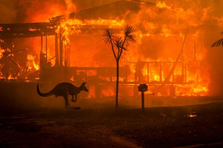Imaginile groazei din Australia! Sute de milioane de animale au ars de vii. Un pui de cangur a implorat ajutor de la un copil – FOTO