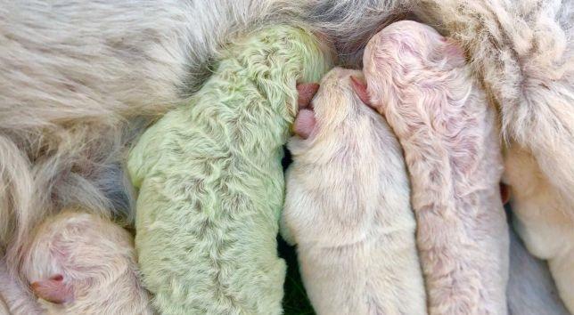 S-a născut un cățel cu blana verde! Ce explicație există pentru culoarea inedită a animalului
