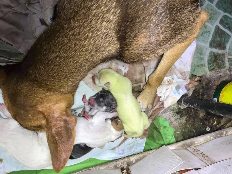 S-a născut un cățel cu blana verde! Ce explicație există pentru culoarea inedită a animalului