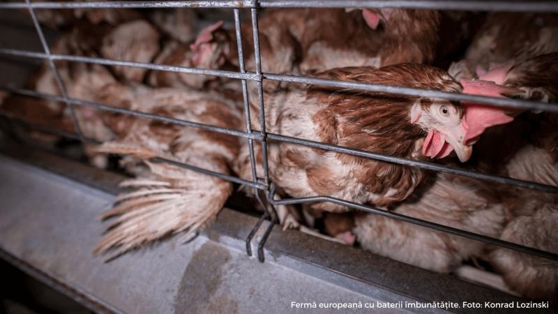 Vedete care luptă pentru drepturile animalelor – află cine a lucrat într-o fermă și ce a învățat acolo