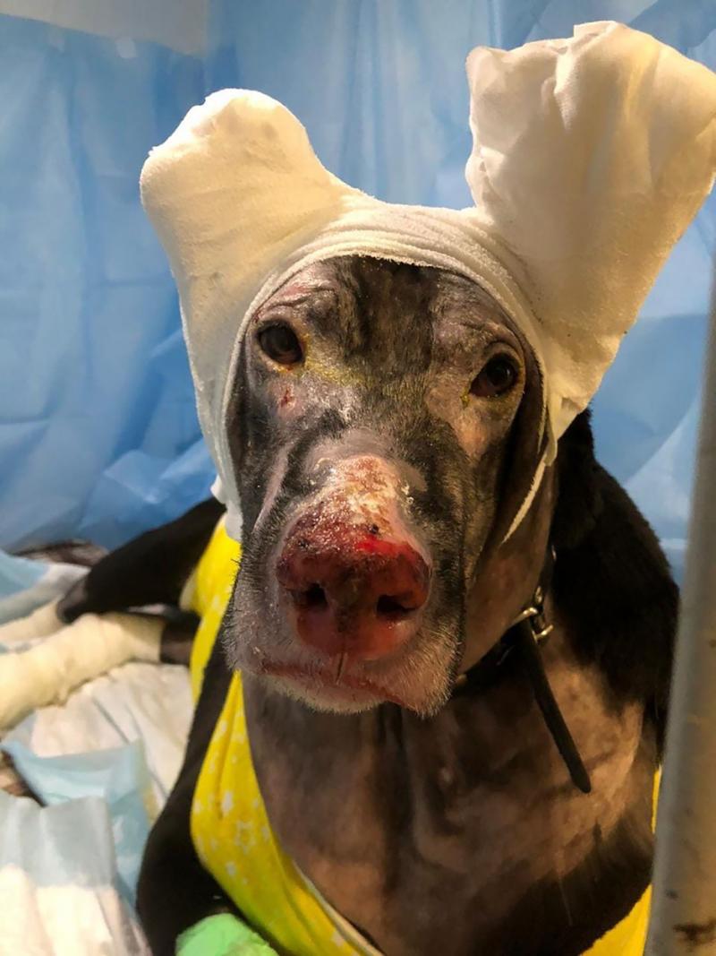 Matilda, bandajată la spital