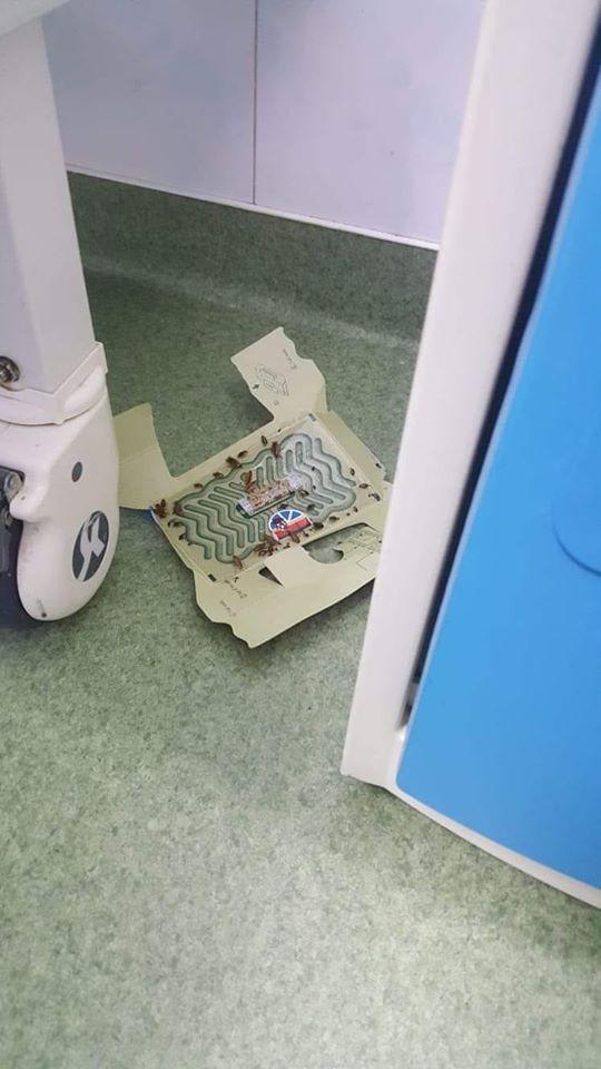 "Gândaci ca la ghenă!" Anchetă la Spitalul de Urgenţe ”Sfântul Pantelimon” din Focşani după ce pe reţelele de socializare au apărut fotografii cu gândaci la secția pediatrie