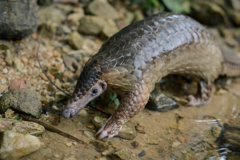 1.200 de kilograme de solzi de pangolin, responsabil cu coronavirusul, trebuiau să intre în România în noiembrie anul trecut!