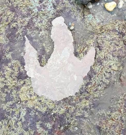 O amprentă veche de peste 130 de milioane de ani, descoperită în urma ravagiilor făcute de furtuna Ciara