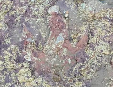 O amprentă veche de peste 130 de milioane de ani, descoperită în urma ravagiilor făcute de furtuna Ciara