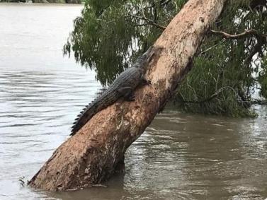 După Iad, a venit Potopul, în Australia. Ploile torențiale și inundațiile fac prăpăd