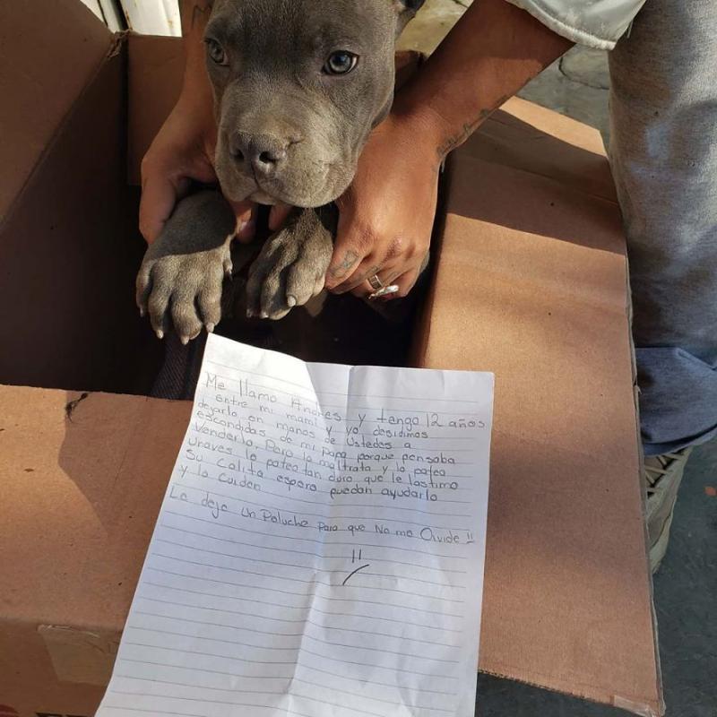 Ți se rupe sufletul! Un băiețel de 12 ani și-a lăsat câinele la un adăpost pentru a-l salva de bătăile tatălui. Acesta l-a pus într-o cutie și a scris un bilet emoționant: "I-am lăsat o jucărie să nu mă uite niciodată"