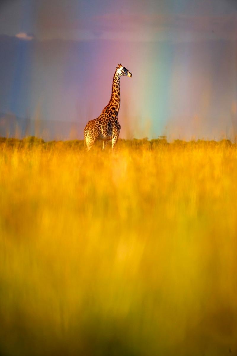 Imagini unice din Safari. O girafă surprinsă în mijlocul unui curcubeu în sălbăticie | Galerie foto