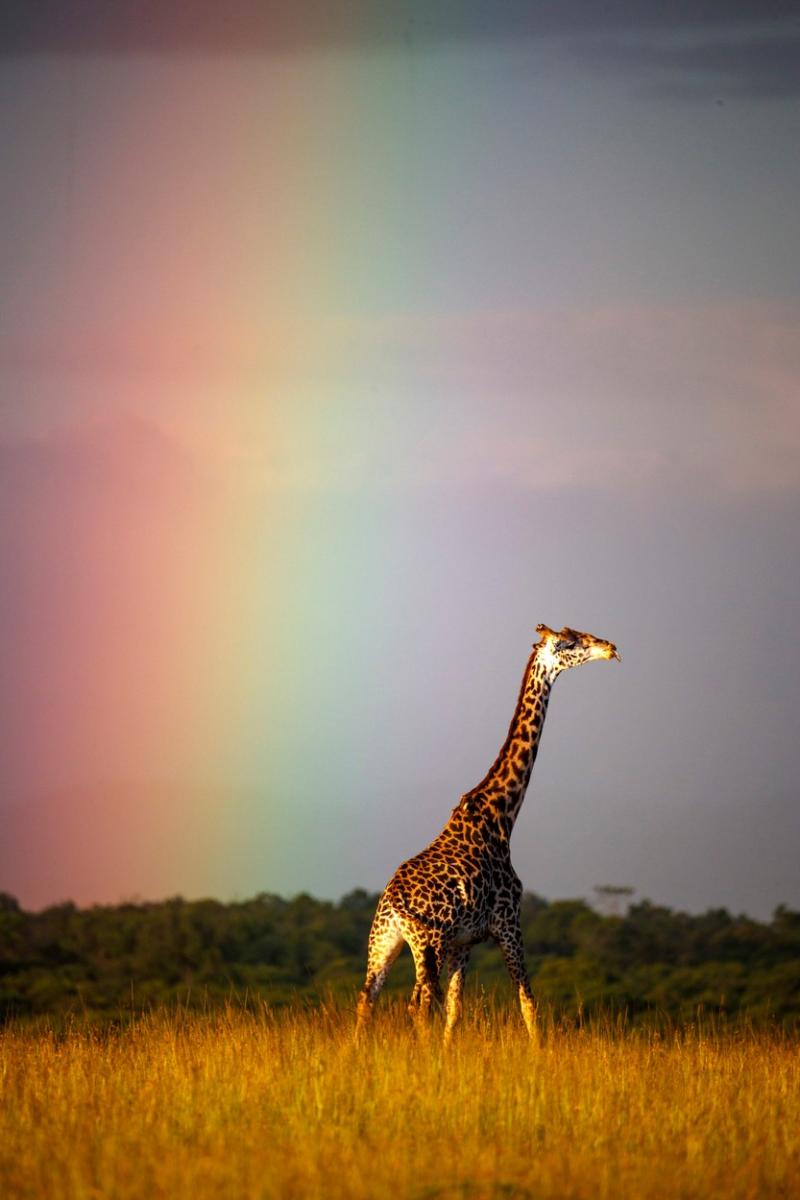 Imagini unice din Safari. O girafă surprinsă în mijlocul unui curcubeu în sălbăticie | Galerie foto