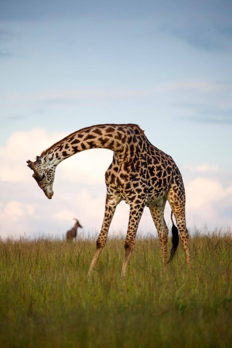 Imagini unice din Safari. O girafă surprinsă în mijlocul unui curcubeu în sălbăticie | Galerie foto