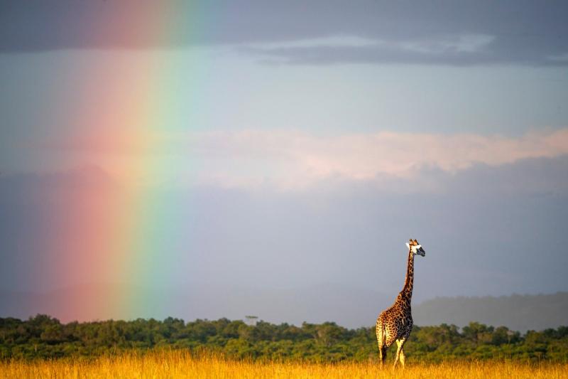 Imagini unice din Safari. O girafă surprinsă în mijlocul unui curcubeu în sălbăticie | Galerie foto