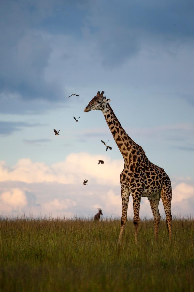 Imagini unice din Safari. O girafă surprinsă în mijlocul unui curcubeu în sălbăticie | Galerie foto