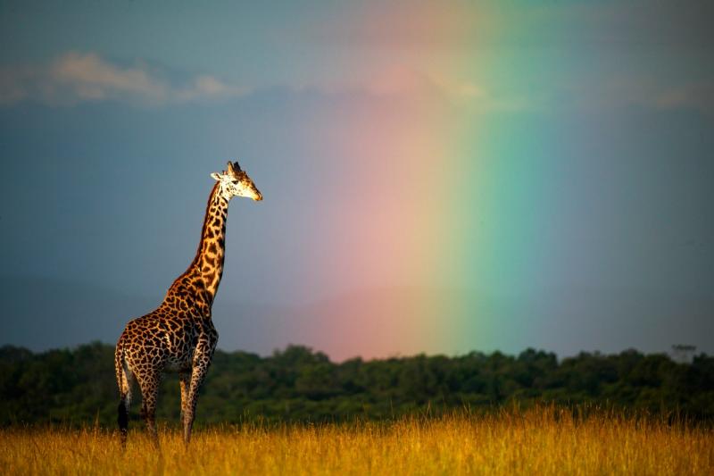 Imagini unice din Safari. O girafă surprinsă în mijlocul unui curcubeu în sălbăticie | Galerie foto