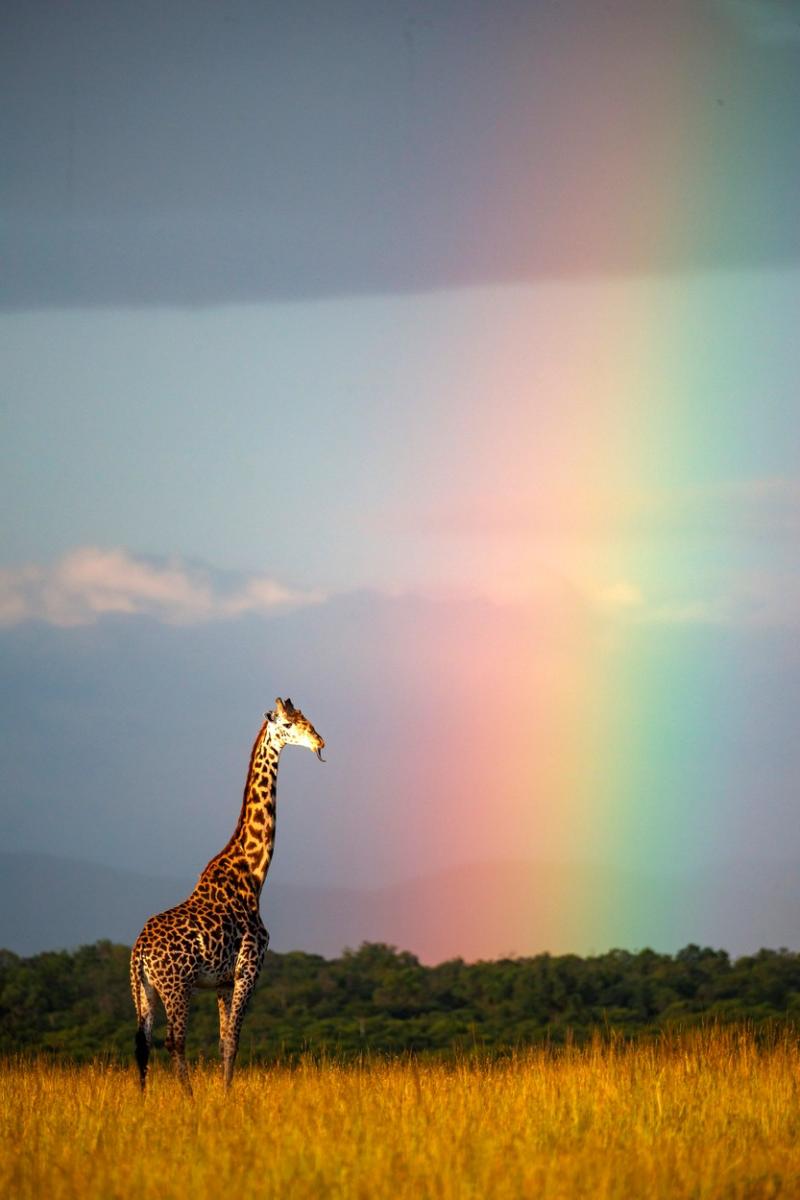 Imagini unice din Safari. O girafă surprinsă în mijlocul unui curcubeu în sălbăticie | Galerie foto