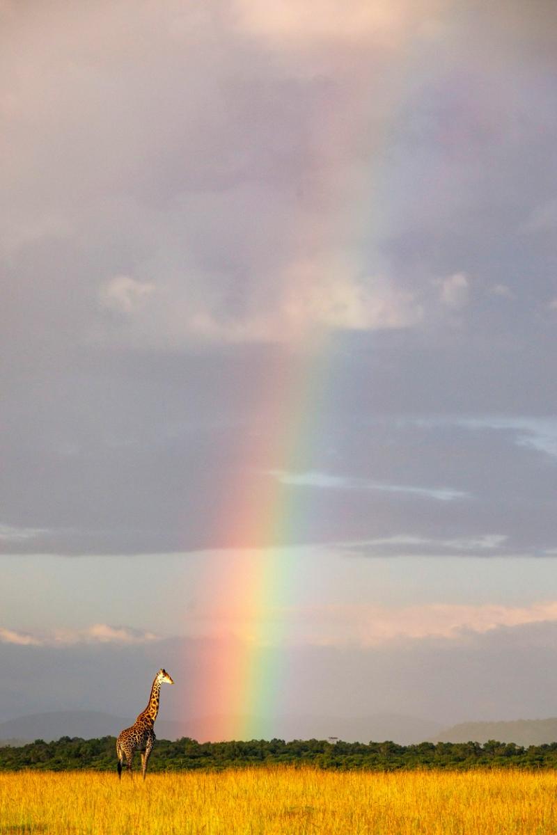 Imagini unice din Safari. O girafă surprinsă în mijlocul unui curcubeu în sălbăticie | Galerie foto