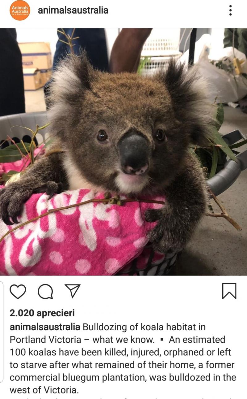 Zeci de urși koala au fost rași cu buldozerul, într-o pădure de eucalipt din Australia