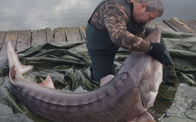 Da, se poate și la noi. Cum a reușit un pescar să salveze un pește de 180 de kilograme: ”Pe piața neagră valorează 30.000 de euro!”