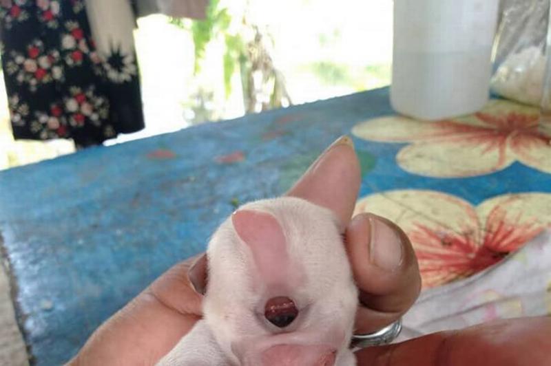 Câinele-ciclop! Chiar dacă s-a născut cu un singur ochi, zeci de oameni vor să îl adopte: „Seamănă cu un minion, este talismanul nostru” - Foto