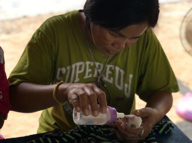 Câinele-ciclop! Chiar dacă s-a născut cu un singur ochi, zeci de oameni vor să îl adopte: „Seamănă cu un minion, este talismanul nostru” - Foto