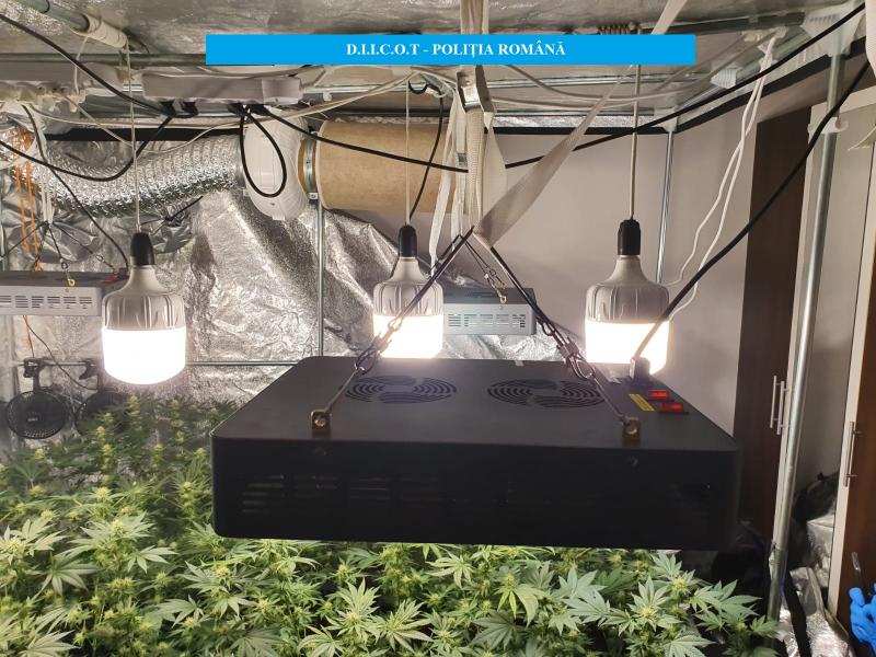 FOTO: Cultură de cannabis în Oradea. Trei tineri au fost reținuți