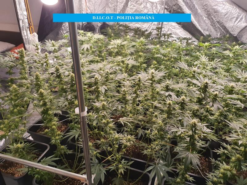 FOTO: Cultură de cannabis în Oradea. Trei tineri au fost reținuți
