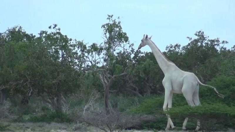 O girafă ALBĂ ca spuma laptelui și puiul ei, la fel de alb, măcelăriți! Era un cuplu UNIC în lume! Foto